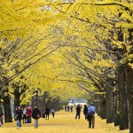 2015年秋　昭和公園