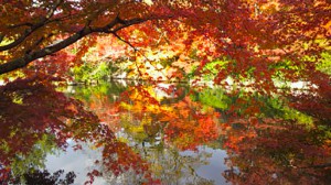 京都湖面紅葉