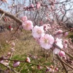 2016年　郷土の森　梅