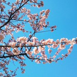 2016年 冬桜 北の丸公園