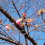 2016年 冬桜 北の丸公園