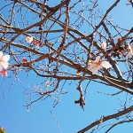 2016年 冬桜 北の丸公園