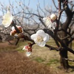 2016年　郷土の森　梅