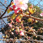 2016年 冬桜 北の丸公園