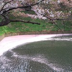 2016年４月　花筏