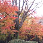 2016年　北の丸公園紅葉