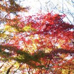 2016年　北の丸公園紅葉