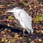 2017年　水辺の鳥