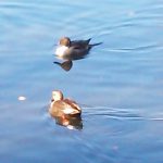 2017年　水辺の鳥たち