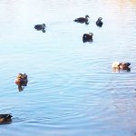 2017年　水辺の鳥たち