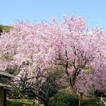 2017年　桜