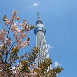 2017年　桜とｽｶｲﾂﾘｰ