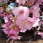 2019年　河津桜