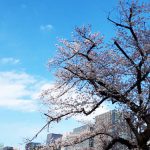 2019年　桜