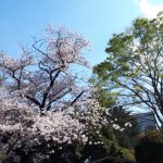 2019年　桜