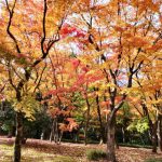 2019年　北の丸公園