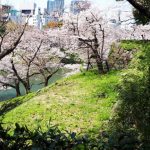 2020年　北の丸公園の桜