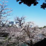 2020年　北の丸公園の桜