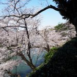 2020年　北の丸公園の桜