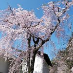 2020年　京都の桜