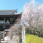 2020年　京都の桜