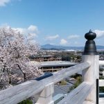 2020年　京都の桜