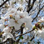 2020年　南九州の桜