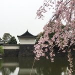 2021年　皇居お堀の桜