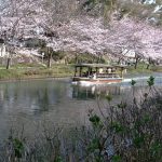 2021年　京都伏見の桜
