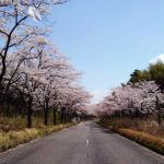 2021年　南九州の桜