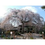 2021年　京都　本満寺の枝垂れ桜