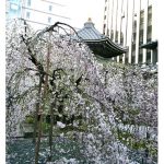 2021年　京都　六角堂の枝垂れ桜