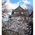 2021年　和歌山城の桜