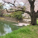 2022年　千鳥ヶ淵の桜