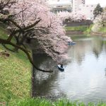 2022年　千鳥ヶ淵の桜