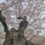 2022年　千鳥ヶ淵の桜