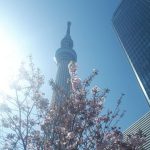 2022年　スカイツリーと桜