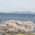 2022年　海と桜