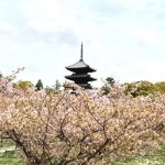 2022年　五重塔と桜