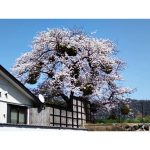 2023年　京都の桜