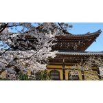 2023年　京都の桜