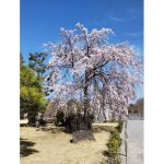 2023年　京都の桜