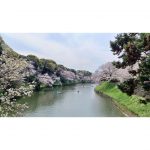 2023年　皇居周辺の桜