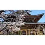 2023年　京都南禅寺の桜
