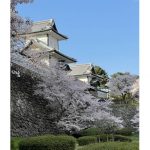2023年　金沢城の桜