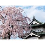 2023年　弘前城の桜
