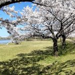 2024年　石川県木場潟公園の桜