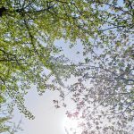 2024年　日比谷公園の葉桜