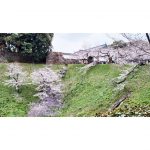 2025年　千鳥ヶ淵